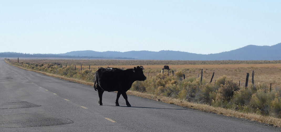 Can You Be Compensated for Injuries Caused by Livestock on the Road