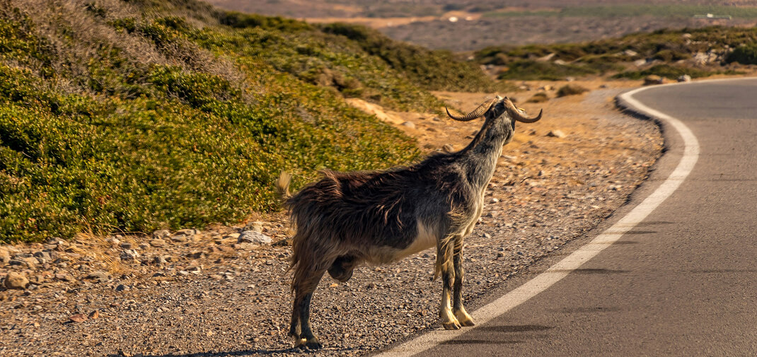 Do Farmers Have a Legal Duty to Keep Livestock off the Road