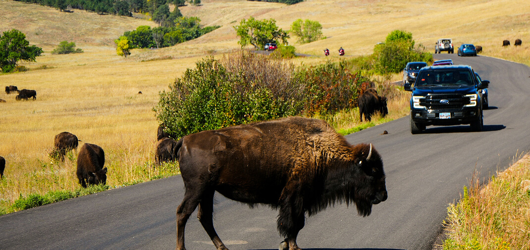 Do You Call Police or Animal Control After a Livestock Accident
