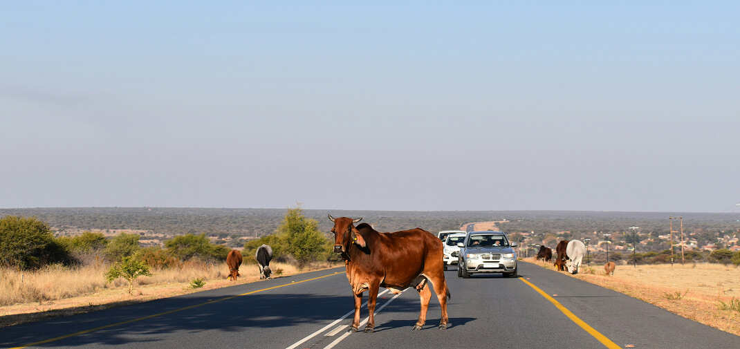 Escaped Livestock Accidents