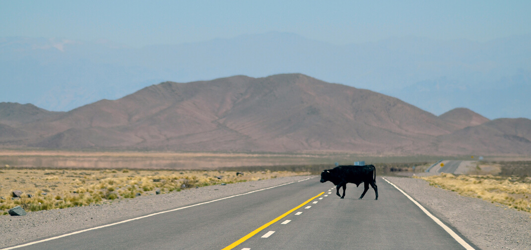 Filing Deadlines for Livestock Accident Lawsuits by State