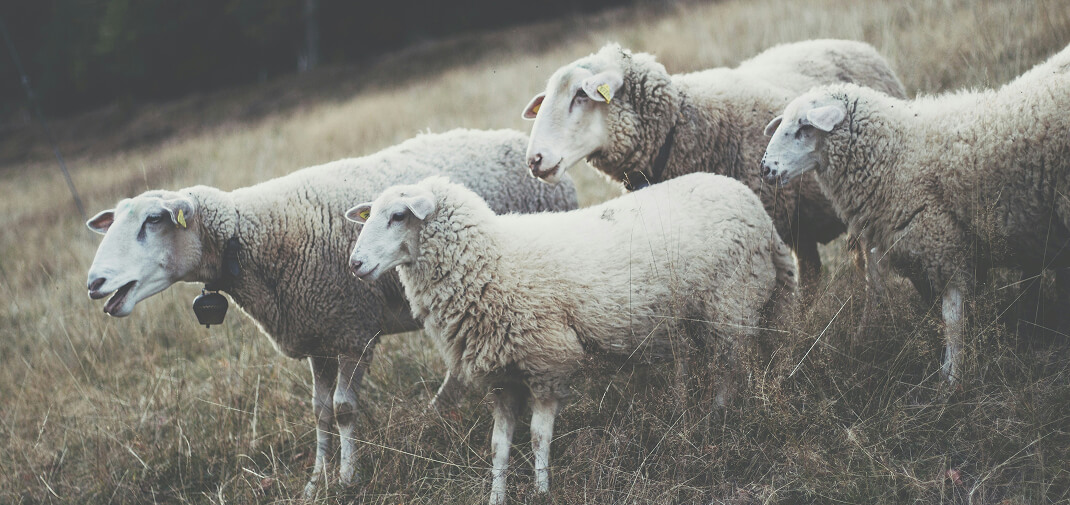 Goats, Sheep, and Other Animal Accidents