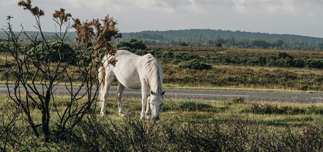Horse Accidents