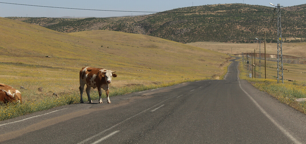 How Auto Insurance Companies Handle Livestock Accident Claims