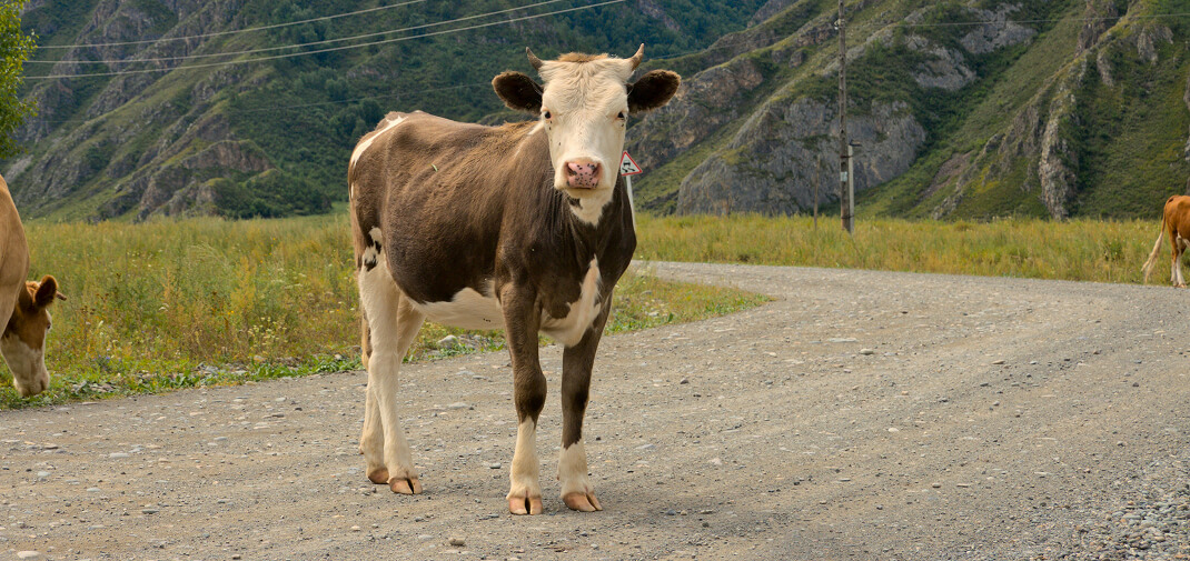 How to Document the Scene After a Livestock Collision