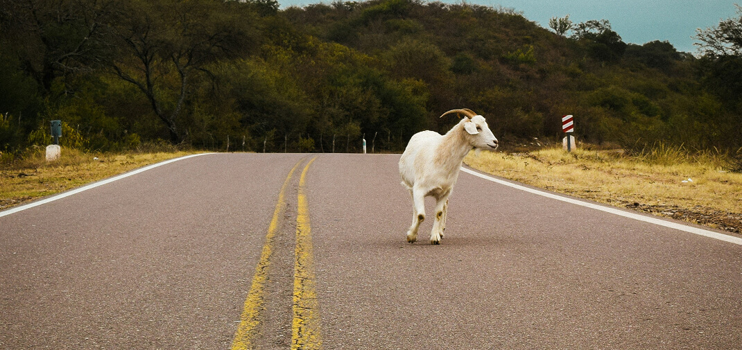 How to Find the Owner of Livestock After a Car Accident