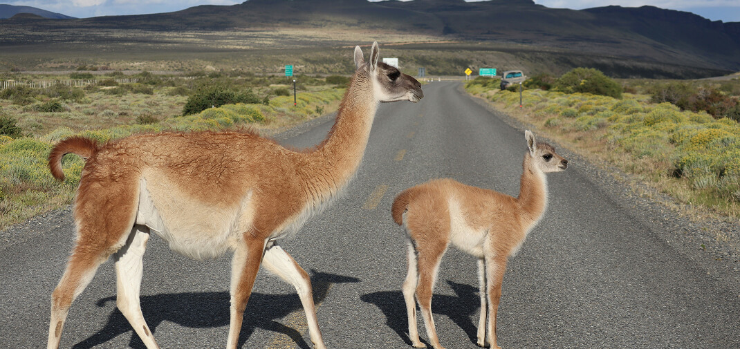 Is the Driver Ever at Fault in a Livestock-Related Car Accident