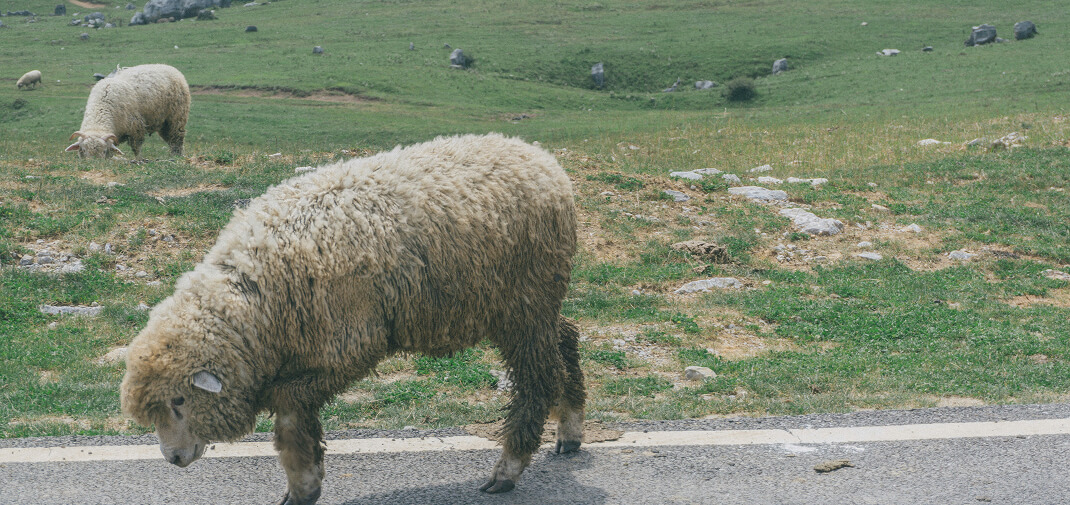 What Damages Can You Recover in a Livestock Collision Lawsuit