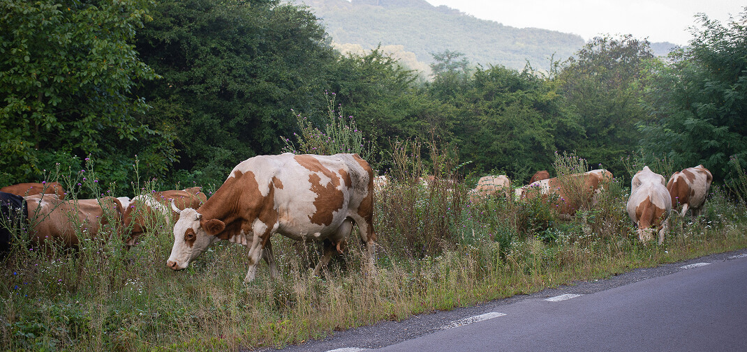 What to Do Immediately After a Vehicle Accident Involving Livestock