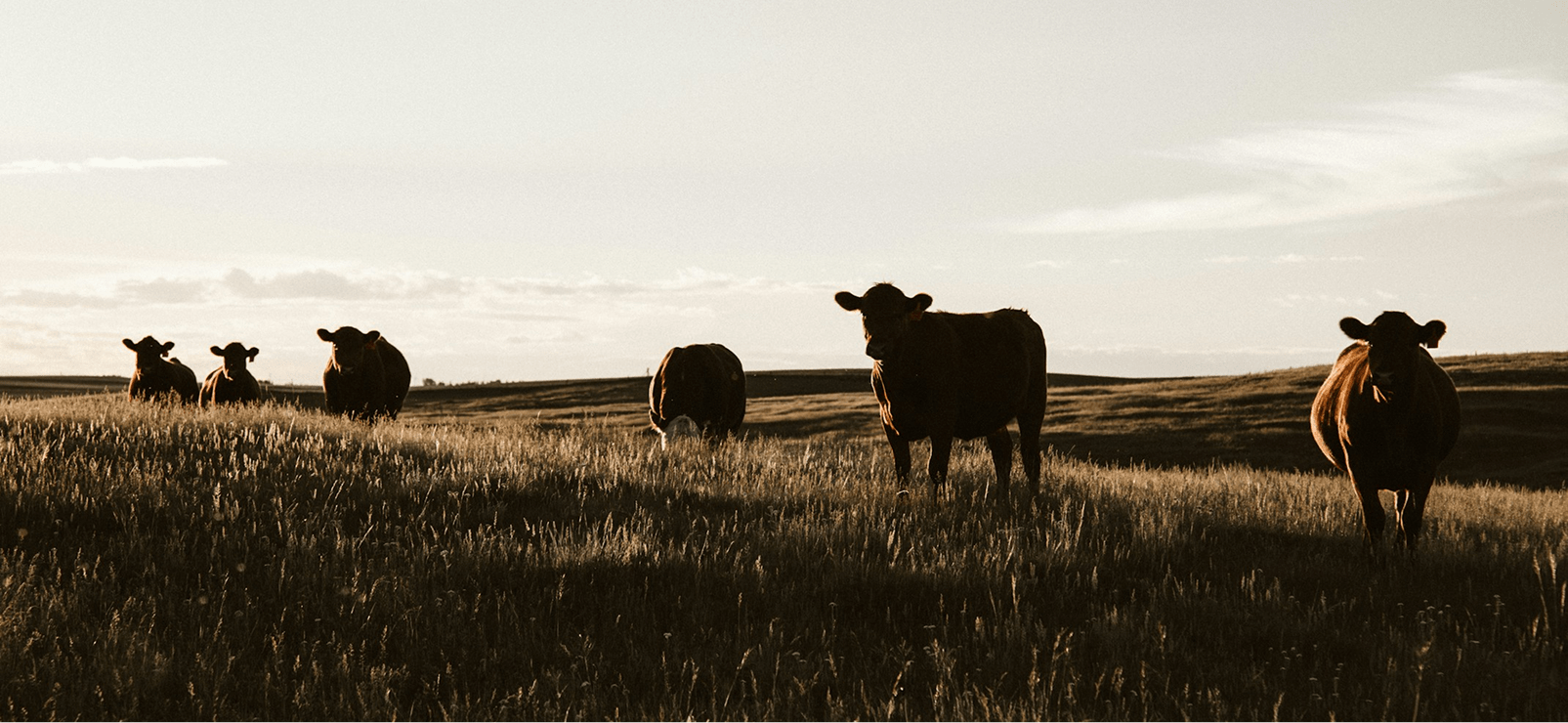 Injury Attorneys for Car Accidents Involving Cows