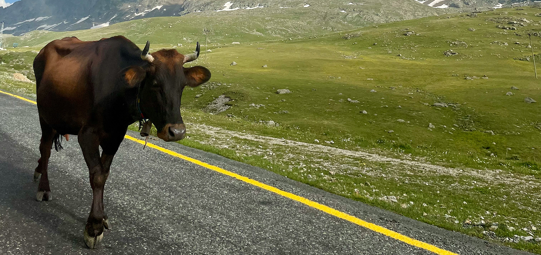 who is liable if you hit a cow
