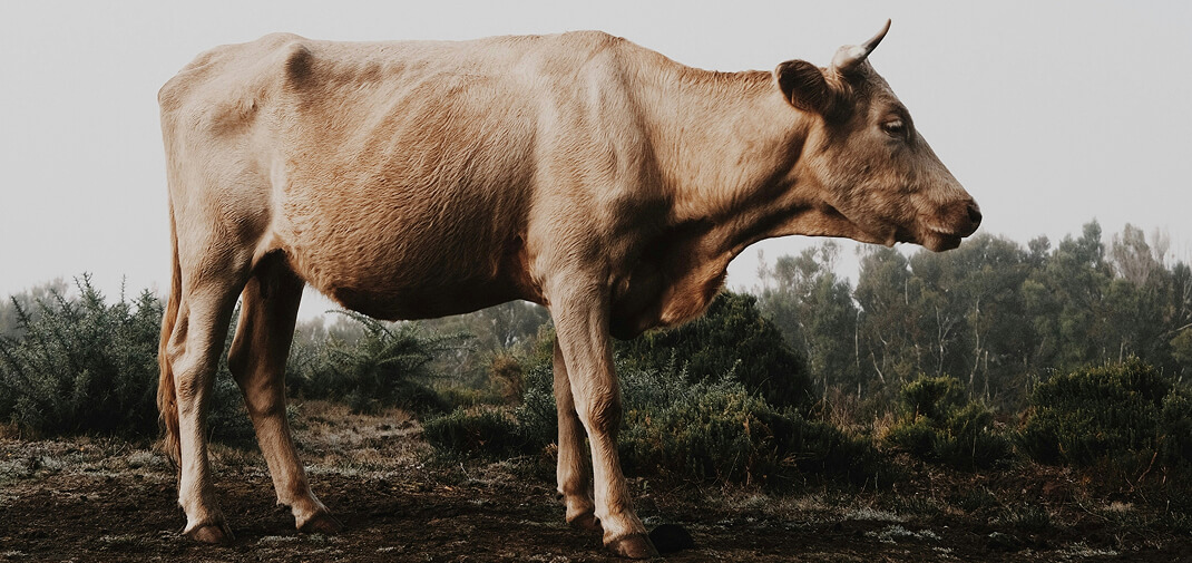 wrongful death livestock accident