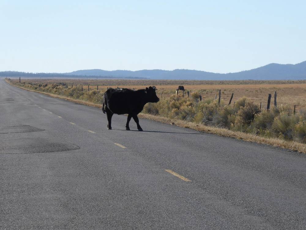 bowling green livestock accident injury lawyer